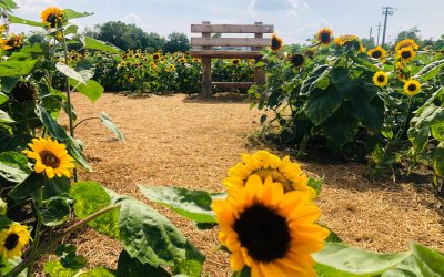 Il Campo di Girasoli di Agricola delle Meraviglie di Steflor